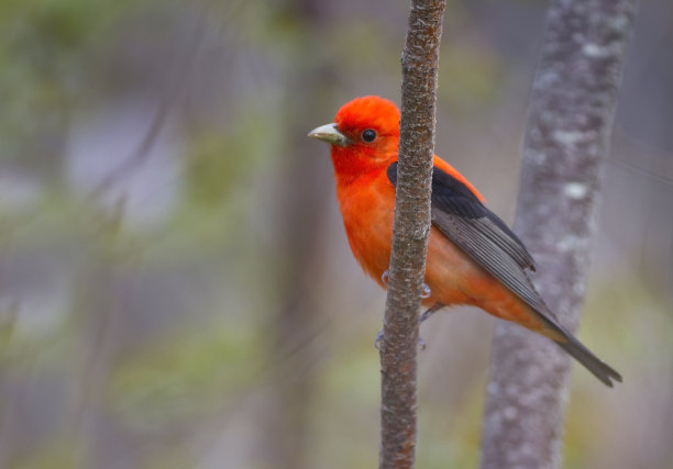 漂亮的猩红唐纳雀坐在森林的一棵树上图片下载