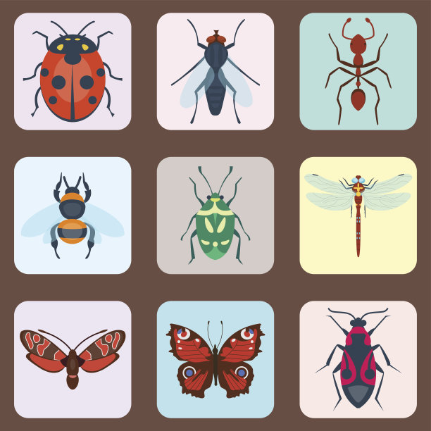 彩色昆虫图标孤立的野生动物翅膀细节夏季昆虫野生矢量插图图片下载