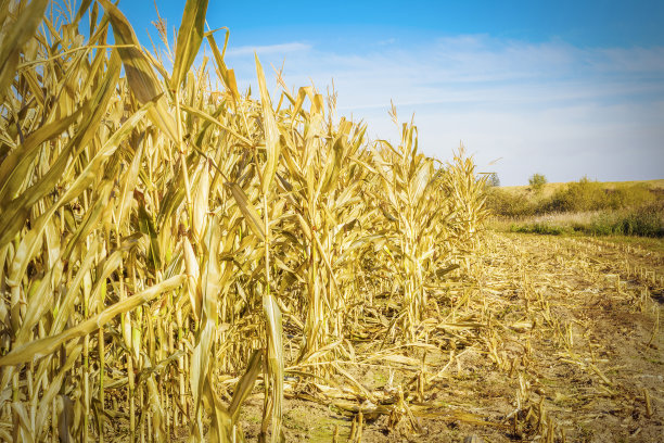 冷玉米田图片下载