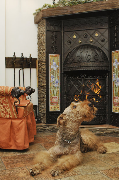 狗的场景图片下载