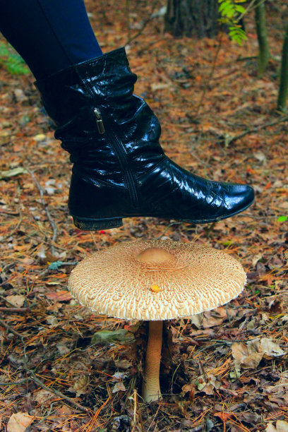 女人的靴子下的大蘑菇，不能吃的伞菌图片下载