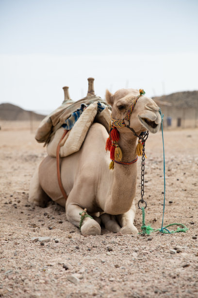骆驼在沙漠风景晴朗的日子图片下载