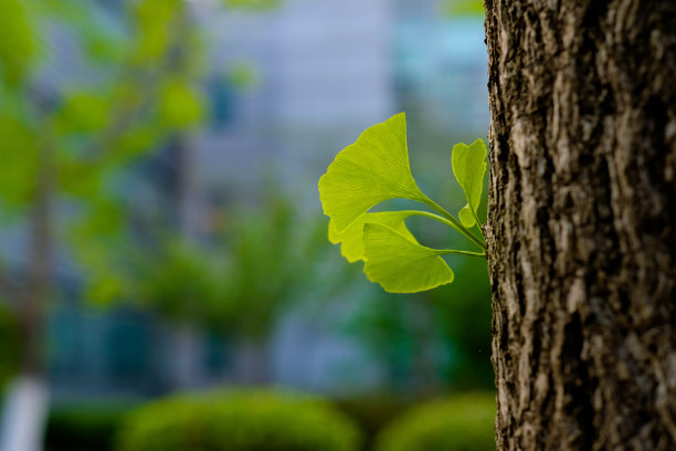 春天的银杏叶素材图片