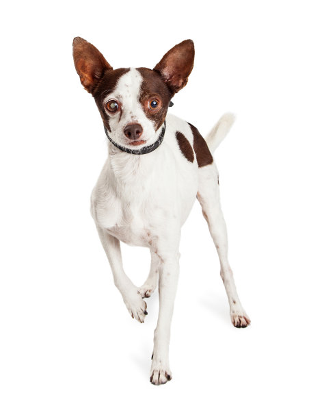 一只瞎眼的吉娃娃狗图片下载