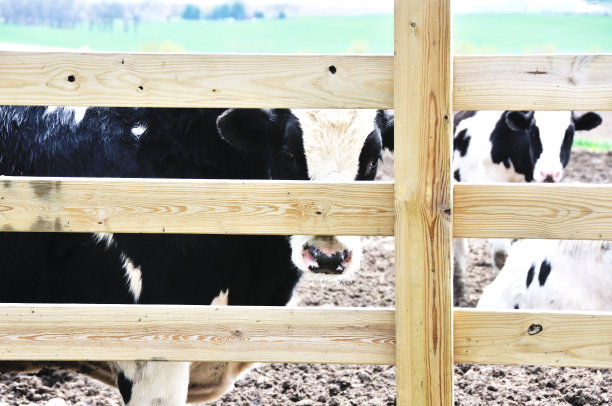 牛在栅栏图片下载