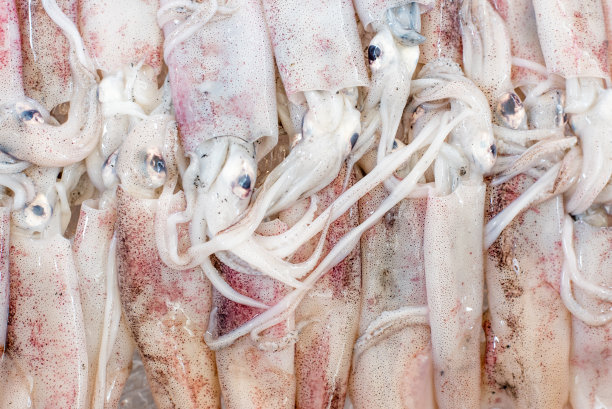 成排的生鱿鱼图片下载