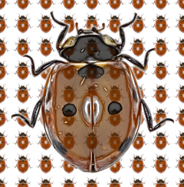 瓢虫照片图案- 7点瓢虫在白色的背景图片下载