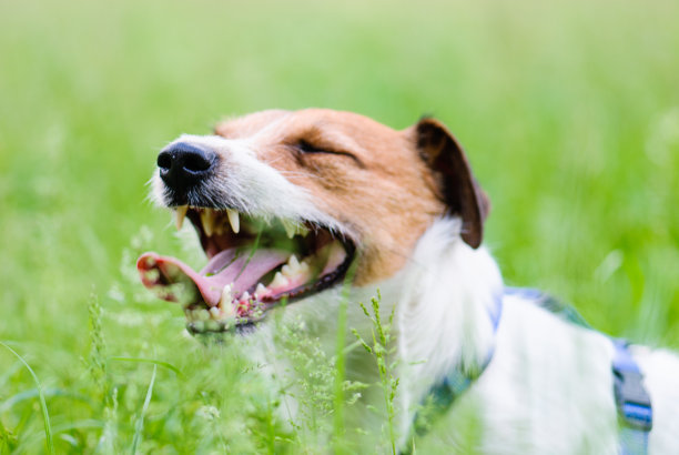 疲倦的狗喜欢游戏后的绿草图片下载