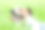 疲倦的狗喜欢游戏后的绿草图片下载
