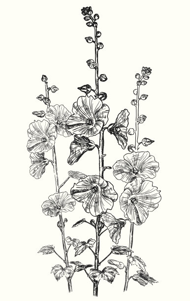 旋花图图片下载