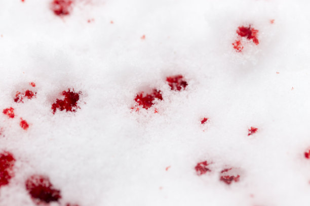 雪上有红色的血图片下载