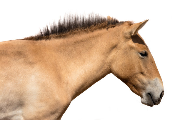 普尔热瓦尔斯基的马图片下载