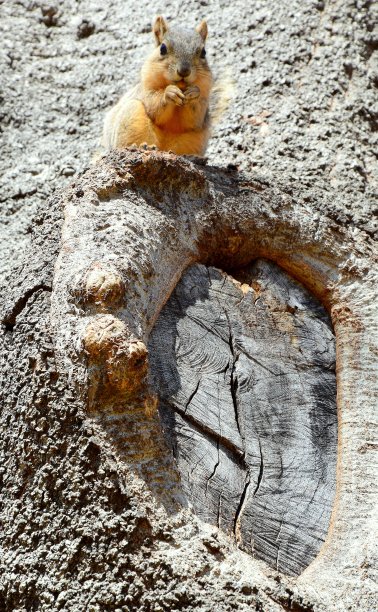 松鼠在一棵美丽的老树上吃东西。图片下载