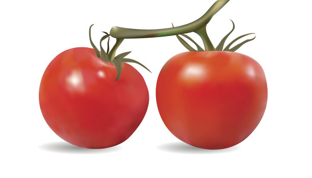 藤上的番茄图片下载