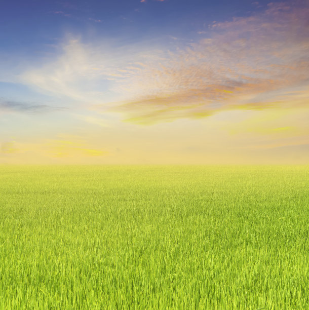 美丽的稻田图片下载