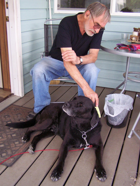 再次为狗梳理毛发图片下载