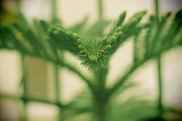 指向叶子图片下载