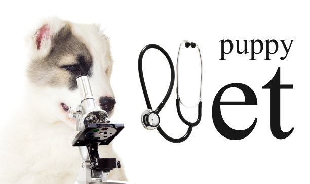 兽医小狗图片下载
