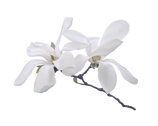 白玉兰载体花图片下载