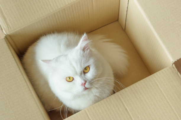 白色毛茸茸的猫在礼物盒里图片下载