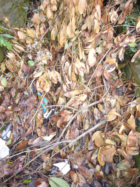 老叶堆图片下载