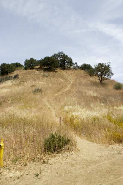 自然景观山径与树木，植物，灌木，消防栓图片下载