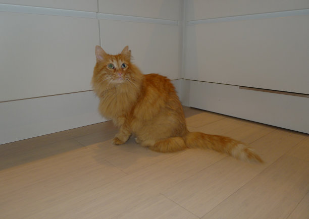 姜的猫图片下载