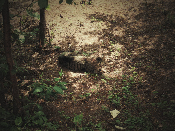 流浪猫狩猎图片下载