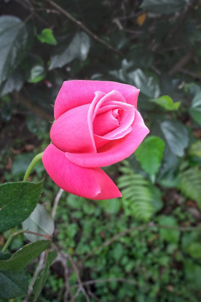 红玫瑰图片下载