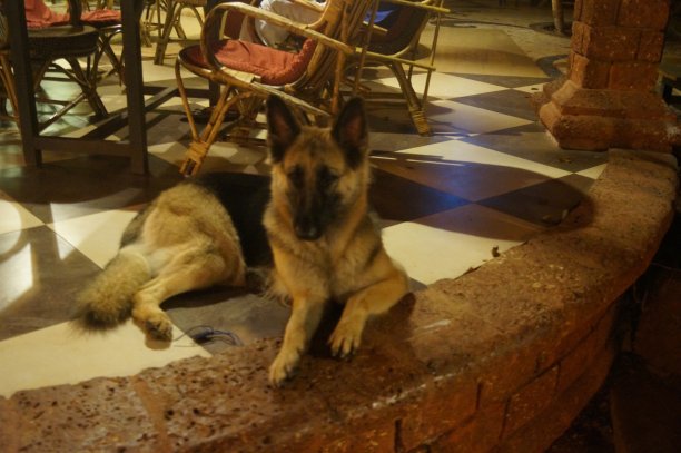 德国牧羊犬图片下载