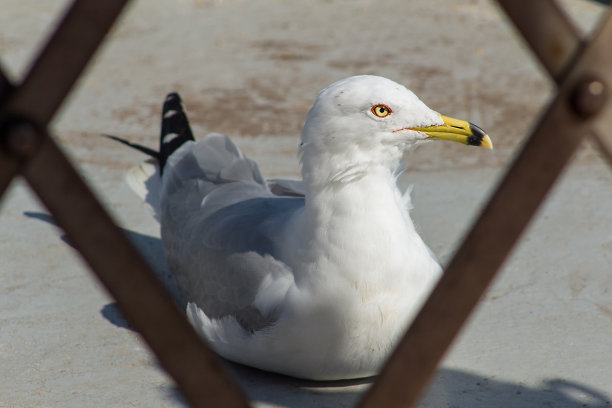 海鸥在阳光下图片下载