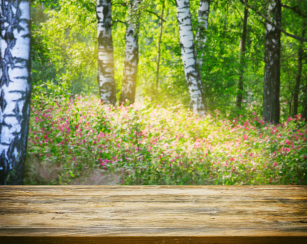森林里夏日阳光灿烂，白桦树的背景模糊，空荡荡的木桌图片下载