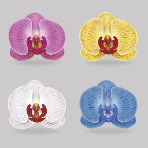 色彩鲜艳可爱的蝴蝶兰花图片下载