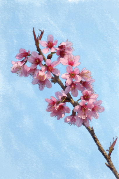 美丽的粉红色樱花水彩画。图片下载