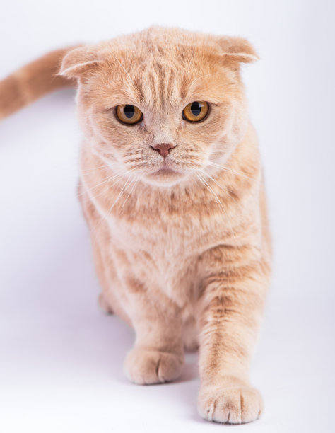 苏格兰折猫直卧图片下载