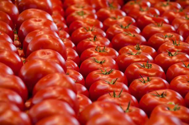 新鲜的藤蔓红番茄图片下载