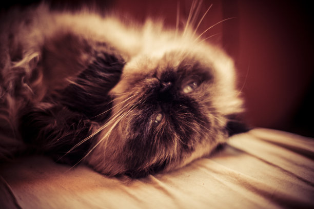 波斯猫的画像图片下载