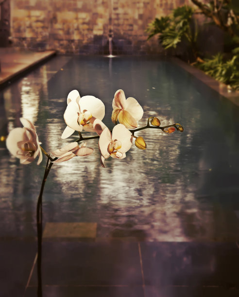 盛开的兰花枝，具有复古的效果图片下载