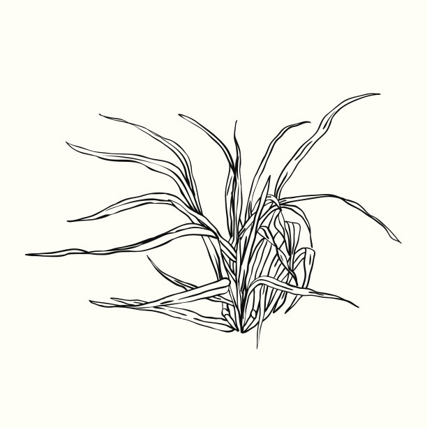 燕麦草的图示图片下载