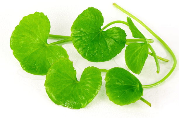 积雪草(Centella asiatica)(厄本)脑补剂素材图片