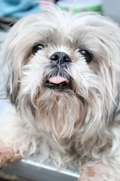 狗的特写肖像图片下载