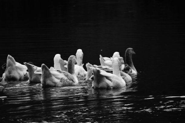 湖上的鹅图片下载