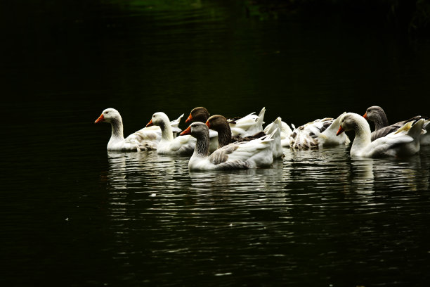 湖上的鹅图片下载