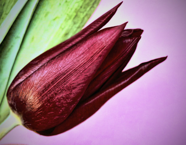 红色郁金香开花图片下载