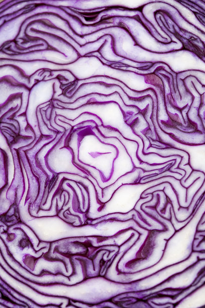 红球甘蓝图片下载