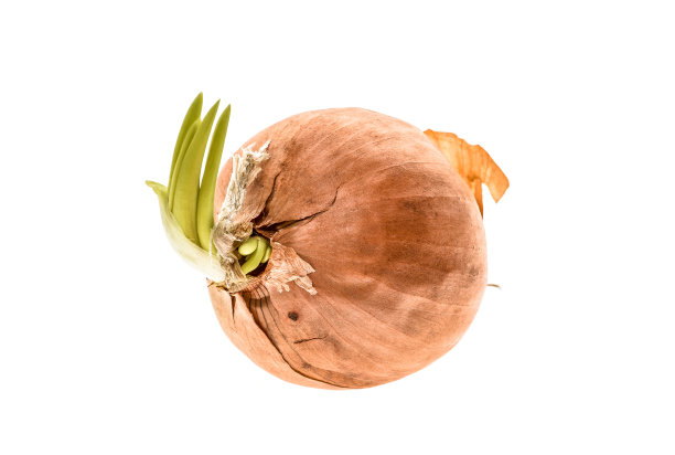 有机生物种植的未剥皮黄洋葱，在白色背景下分离。图片下载