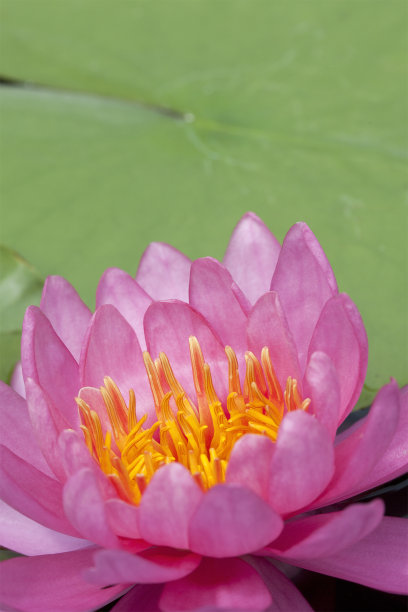 花朵粉红色的莲花图片下载