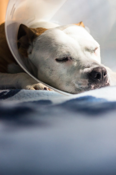 戴着漏斗项圈的病狗图片下载