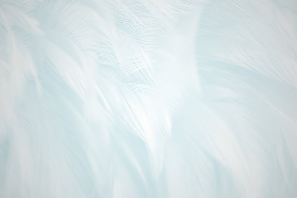 羽毛蓝色背景图片下载