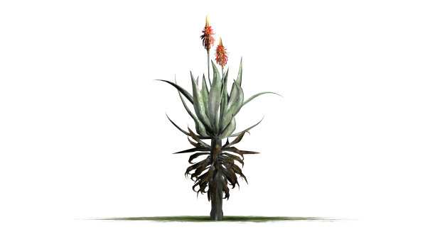 在白色背景上分离的芦荟植物图片下载